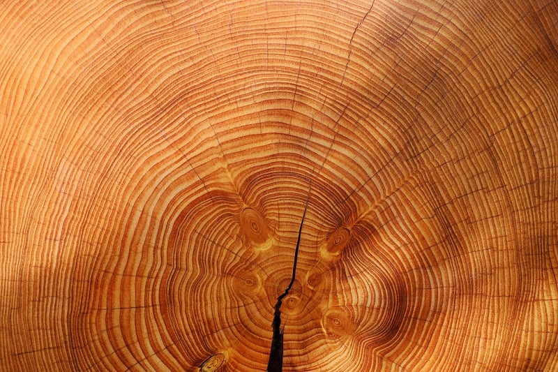Growth Patterns